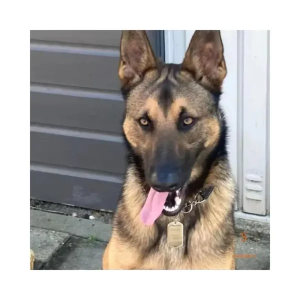 Goede hondenpenning - Naam Tag hond graveren